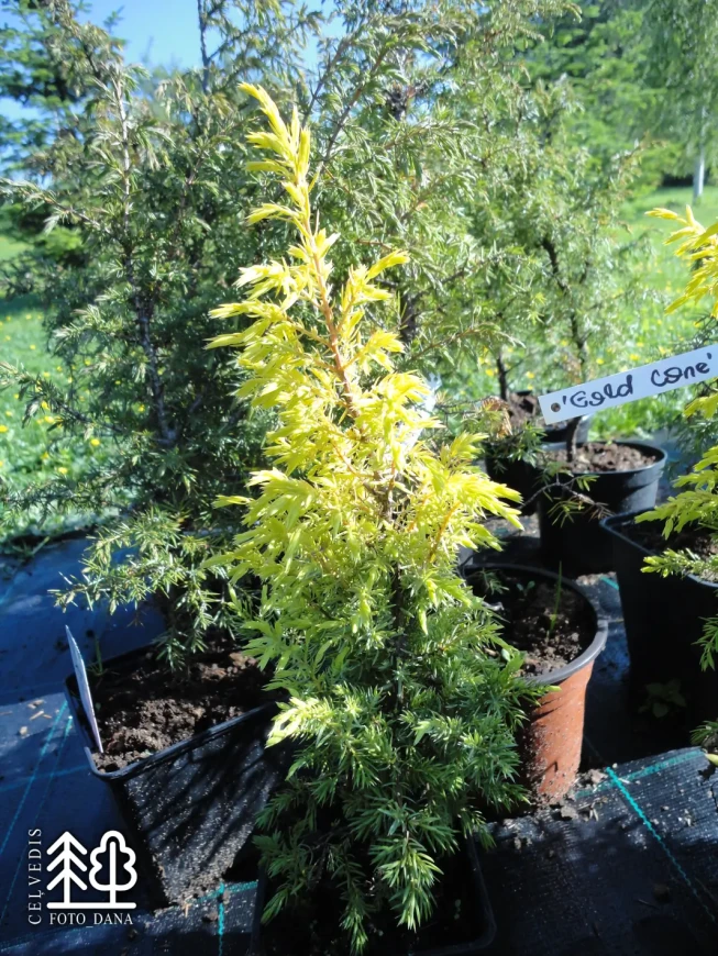 Juniperus communis   'Gold Cone'